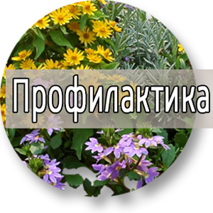 Лекарственные травы