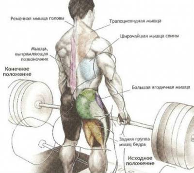 Становая тяга Становая тяга