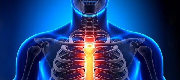 Грудной отдел позвоночника