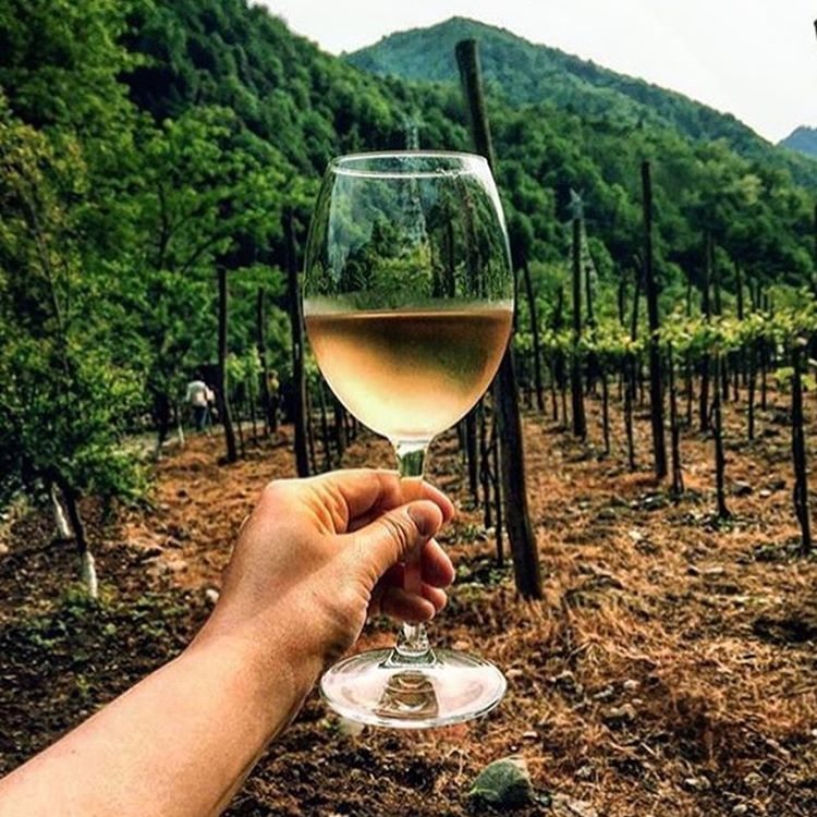 Почему от вина болит голова