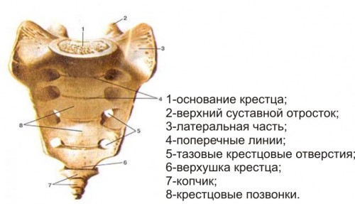 Причины боли в крестце у женщин