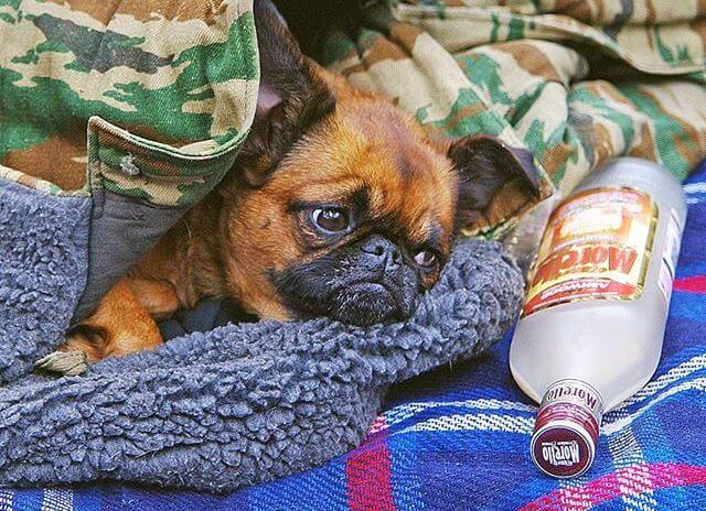 Причины головной боли с похмелья